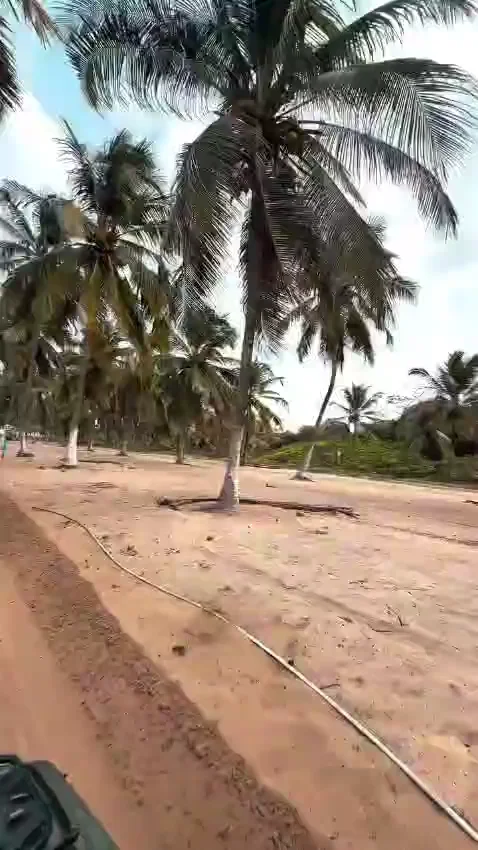 Caminho cercado por coqueiros na Praia do Gunga